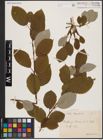 Foto von Salix caprea L.
